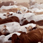 Rounding up the herd