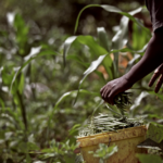 Ploughing for success