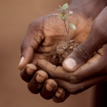 Turning over a new leaf